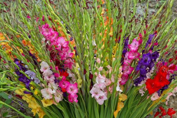 Types of Spring Flower Bulbs - Gladiolus