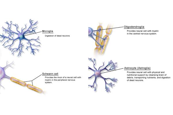 What Are Glial Cells and Their Function? - Glial cell function