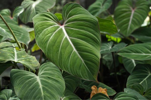 Types of Philodendron With Pictures - Glorious philodendron (Philodendron gloriosum)
