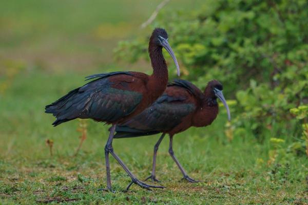 Types of Wading Birds - Glossy ibis (Plegadis falcinellus)