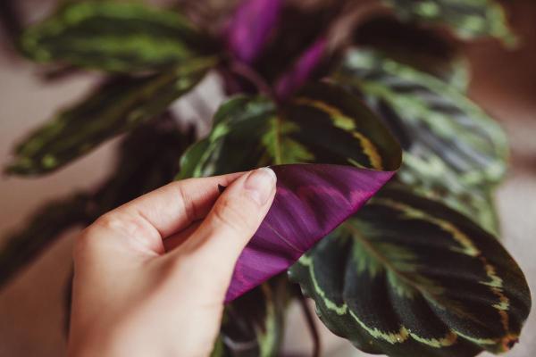 Types of Calathea Plants With Pictures - Goeppertia veitchiana ‘Medallion’