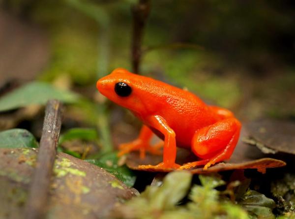 Types of Poisonous Frog Species - Golden mantella (Mantella aurantiaca)