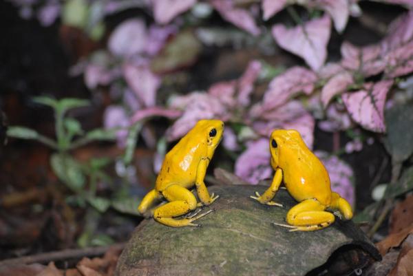 Types of Poisonous Frog Species - Golden poison frog (Phyllobates terribilis)