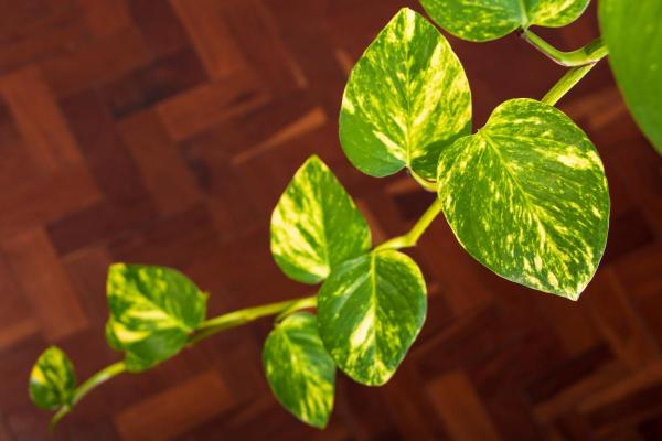 The Best Partial-Shade Plants - Golden pothos