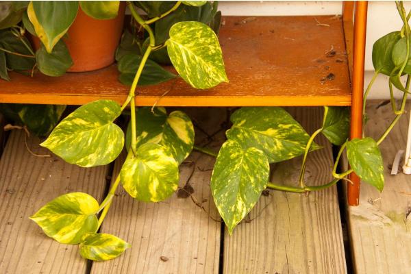 Hanging Plants for Outdoor Spaces - Golden pothos (Epipremnum aureum)