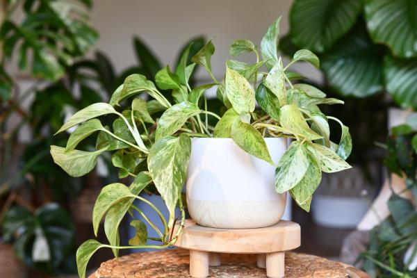 Best Plants for Dark Rooms - Golden pothos (Epipremnum aureum)