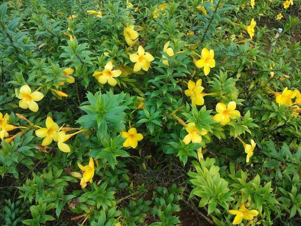 Best Climbing Plants with Flowers - Golden trumpet (Allamanda cathartica)