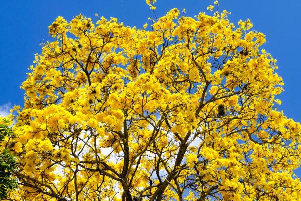 Flowers That Bloom in April - Golden trumpet tree (Tabebuia ochracea)