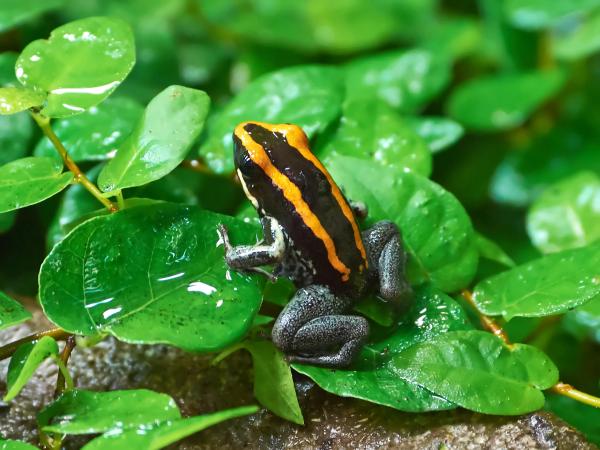 Types of Poisonous Frog Species - Golfodulcean poison frog (Phyllobates vittatus)