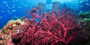 Gorgonian Coral - Characteristics, Habitat and Diet