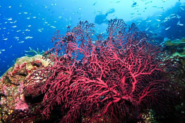 Gorgonian Coral - Characteristics, Habitat and Diet