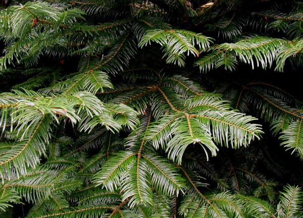 Different Types of Fir Trees - Grand fir (Abies grandis)