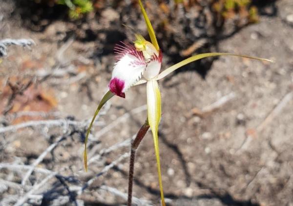 The Rarest Orchids in the World - Granite spider orchid (Caladenia granitora)