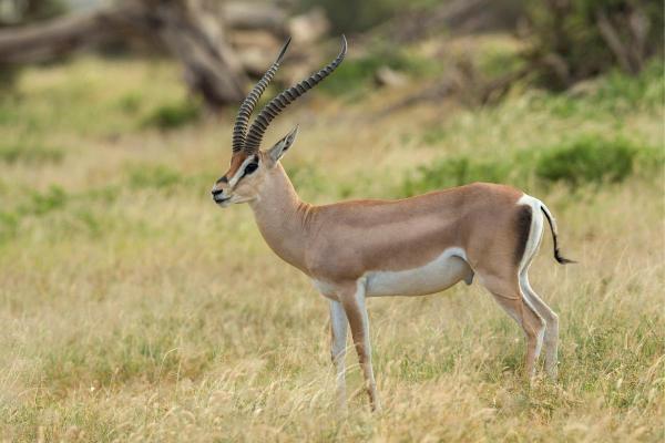 Different Gazelle Species - Grant's gazelle (Nanger granti)