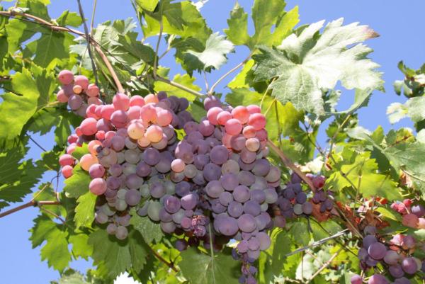 Types of Autumn Fruit - Fall Fruits - Grapes