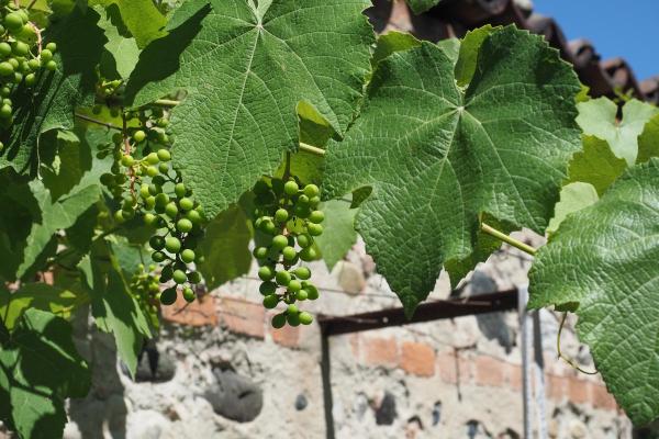 What Are the Best Climbing Plants for Outdoor Spaces? - Grapevine (Vitis vinifera)