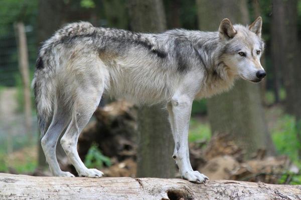 What Are the Different Types of Wolves? - Gray wolf (Canis lupus)