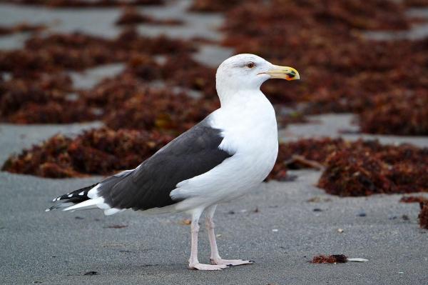 Are There Different Kinds of Seagulls? - Great Black-backed Gull (Larus marinus)