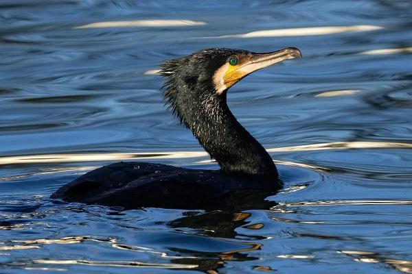 Types of Mediterranean Seabirds - Great cormorant