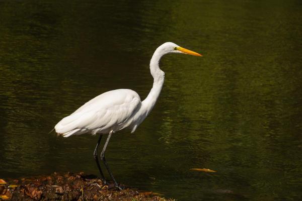 Types of Heron Birds - Great egret
