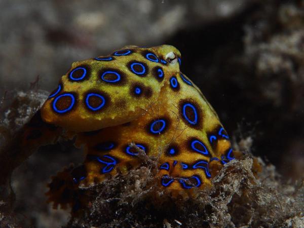 Different Types of Octopus Species - Greater blue-ringed octopus (Hapalochlaena lunulata)