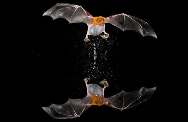 Types of Piscivorous Animals With Examples - Greater bulldog bat