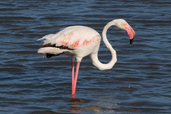 Types of Flamingos - Different Flamingo Species - Greater flamingo (Phoenicopterus roseus)