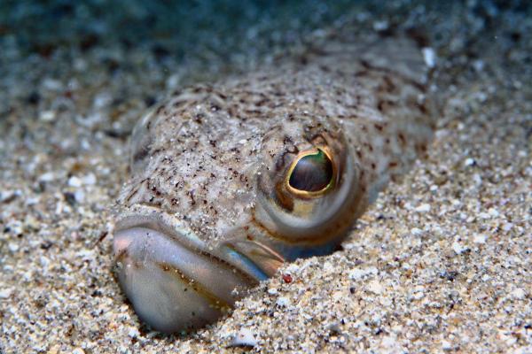 Most Dangerous Animals in Spain - Greater weever (Trachinus draco)