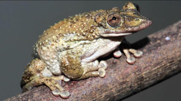 Types of Poisonous Frog Species - Greening's frog (Corythomantis greeningi)