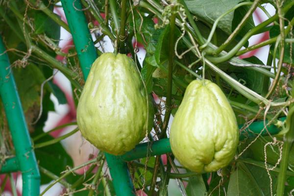 How to Plant and Grow Chayote Squash - Growing chayote squash