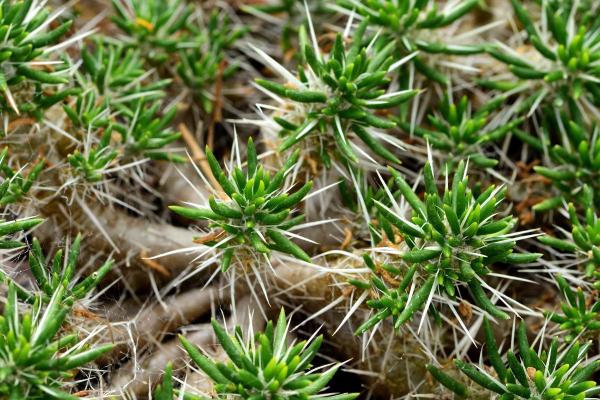 Types of Small Cactus Plants for Pots - Guanaco grass (Maihuenia poeppigii)