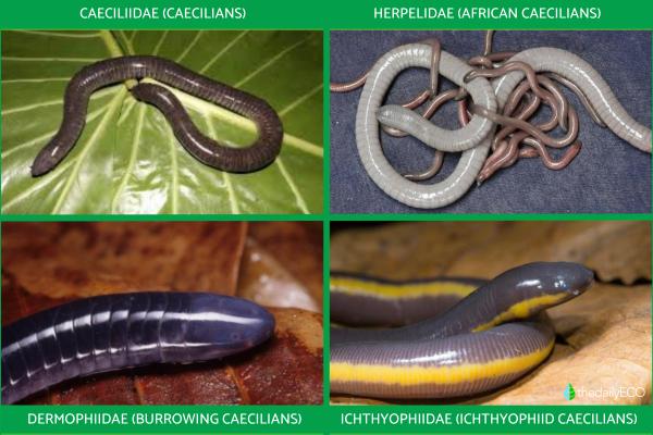 What Are Amphibians? - Definition, Types and Examples - Gymnophiones