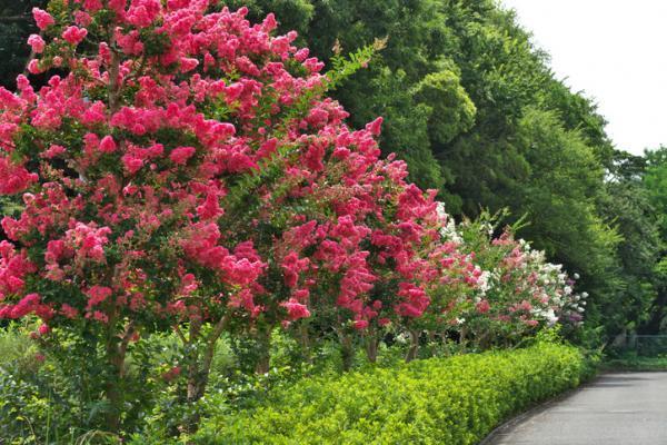 Different Types of Trees - Gymnosperms
