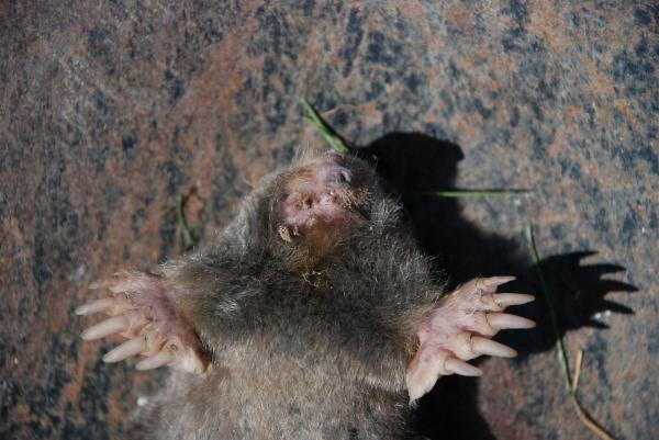 Types of Moles (Animal) - Hairy-tailed mole (Parascalops breweri)