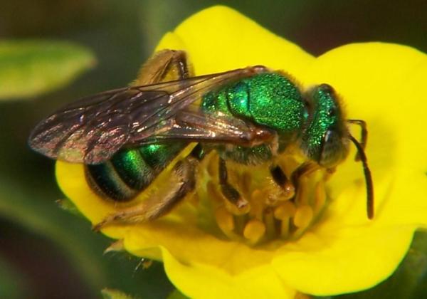 Different Types of Bees - Bee Identification Guide - Halictidae bees