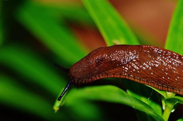Effective Natural Ways to Get Rid of Slugs and Snails - Handpick slugs and snails for immediate natural removal