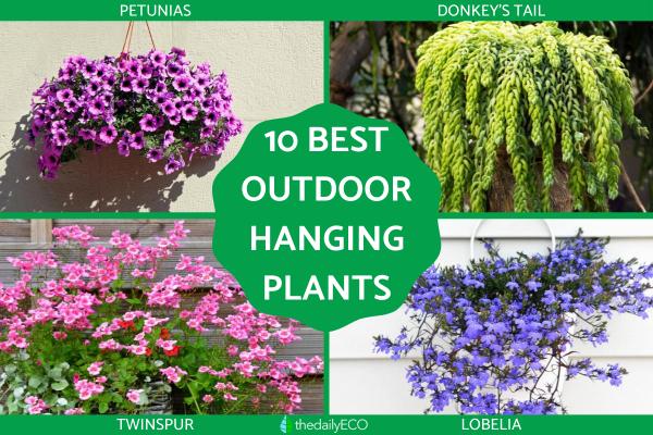 Hanging Plants for Outdoor Spaces