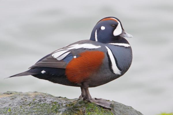 Different Types of Ducks - Harlequin duck (Histrionicus histrionicus)