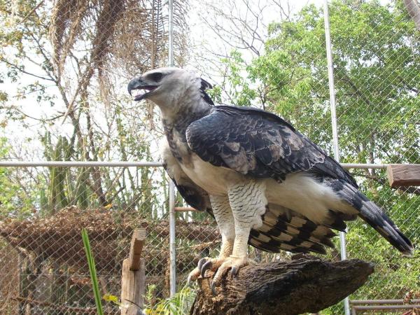 The Biggest Birds in the World - Harpy eagle