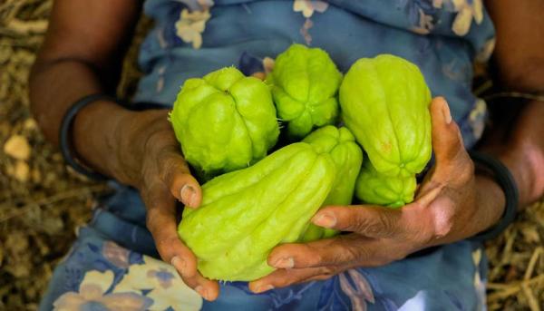 How to Plant and Grow Chayote Squash - Harvesting chayote squash