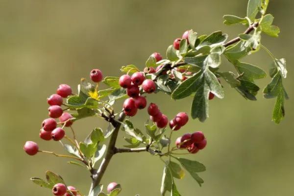 Best Shrubs to Plant in Fall - Hawthorn (Crataegus)