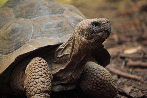 Parts of a Turtle - Head