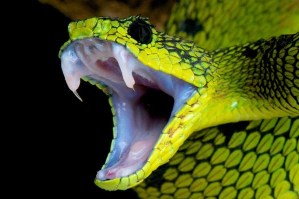 Snake Anatomy - Parts of a Snake - Head of the snake