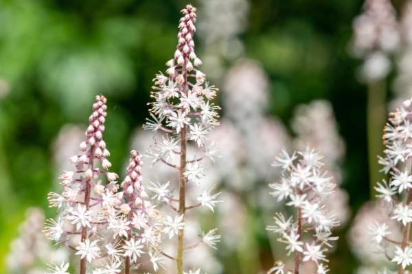 Best Outdoor Plants That Enjoy Shade - Heart-leaved foam flower (Tiarella cordifolia)