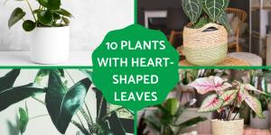 Heart-Shaped Leaf Plants