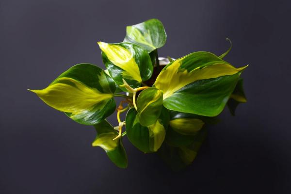The Best Partial-Shade Plants - Heartleaf philodendron