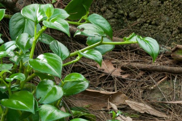 Heart-Shaped Leaf Plants - Heartleaf philodendron (Philodendron scandens)