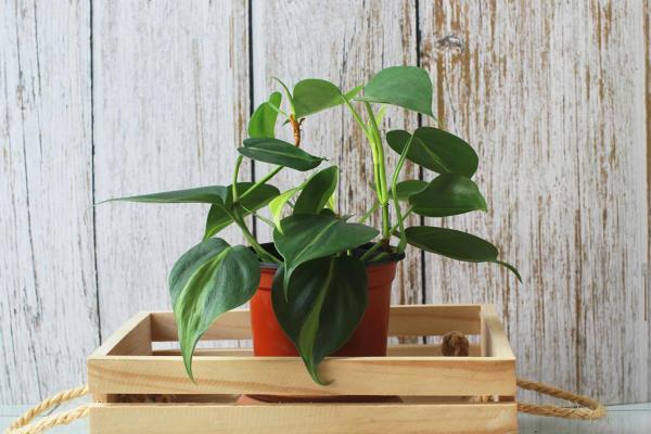 Best Plants for Dark Rooms - Heartleaf philodendron (Philodendron scandens)
