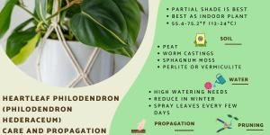 Heartleaf Philodendron Plant Care Guide