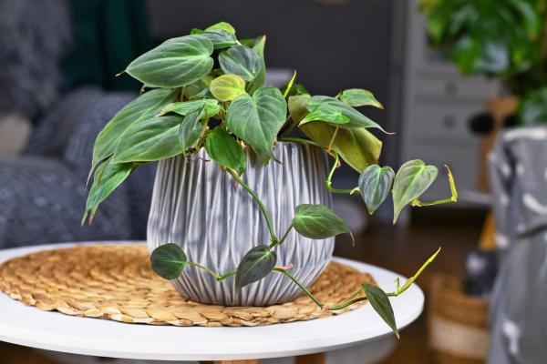 Types of Philodendron With Pictures - Heartleaf philondendron (Philodendron hederaceum)